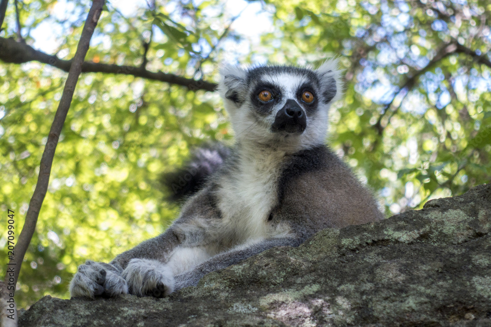 Obraz premium Ring-tailed Lemur, Lemur catta, - Madagascar