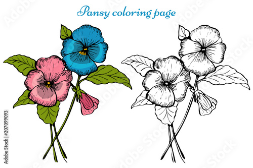 Pansy Flower Coloring Page