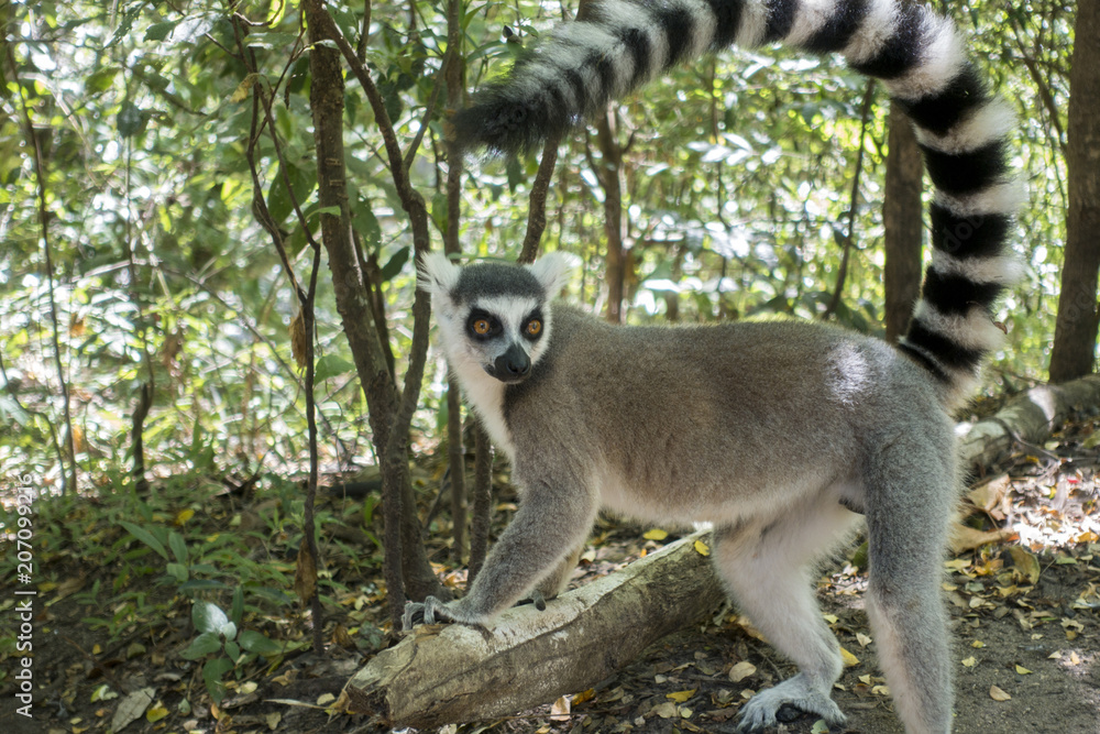 Obraz premium Ring-tailed Lemur, Lemur catta, Madagascar.