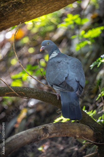 Close-up face of Wood Pigeon Columba palaumbus perched on a post. Culver photo