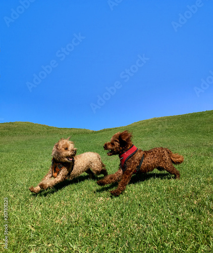 Photography Two happy dogs running on bright  green grass clear blue sky