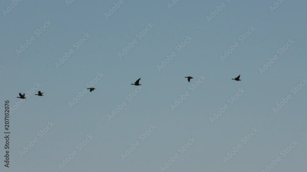 A string of wild geese flying in the sky. The wedge of wild migratory birds in flight. A string of wild geese flying in the sky. The wedge of wild migratory birds in flight.