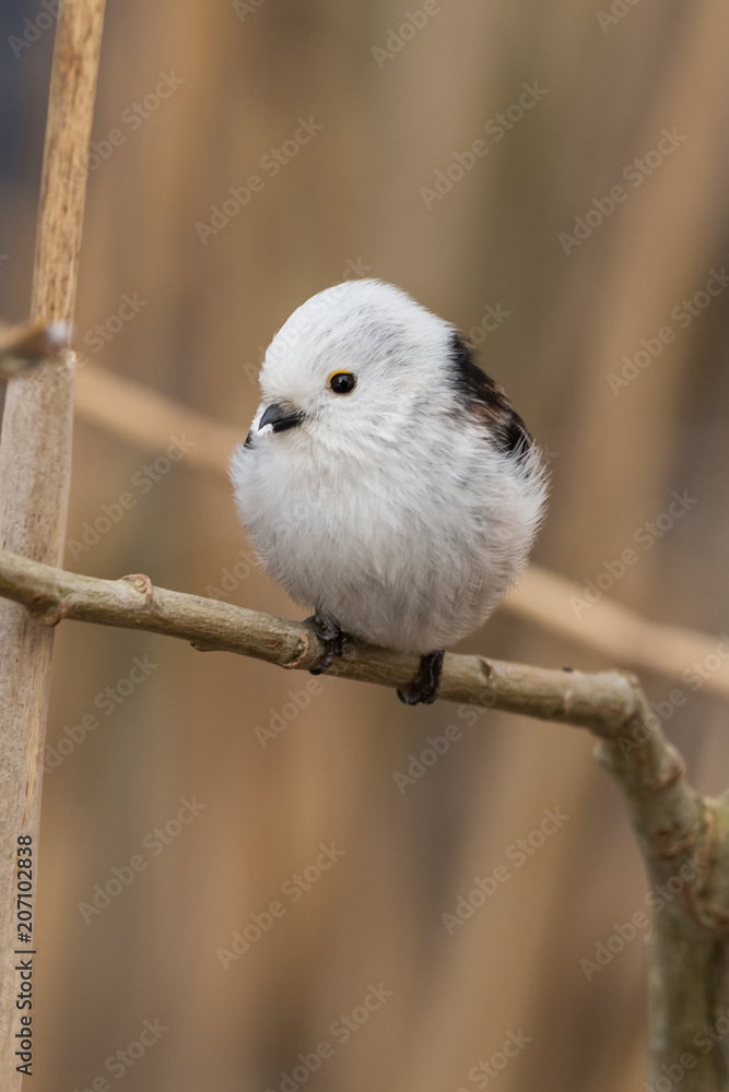 long-tailed tit Aegithalos caudatus