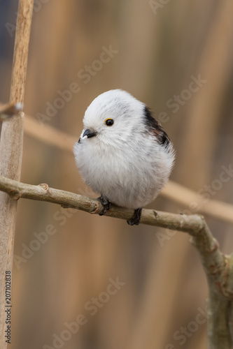 Obraz na płótnie long-tailed tit Aegithalos caudatus w salonie