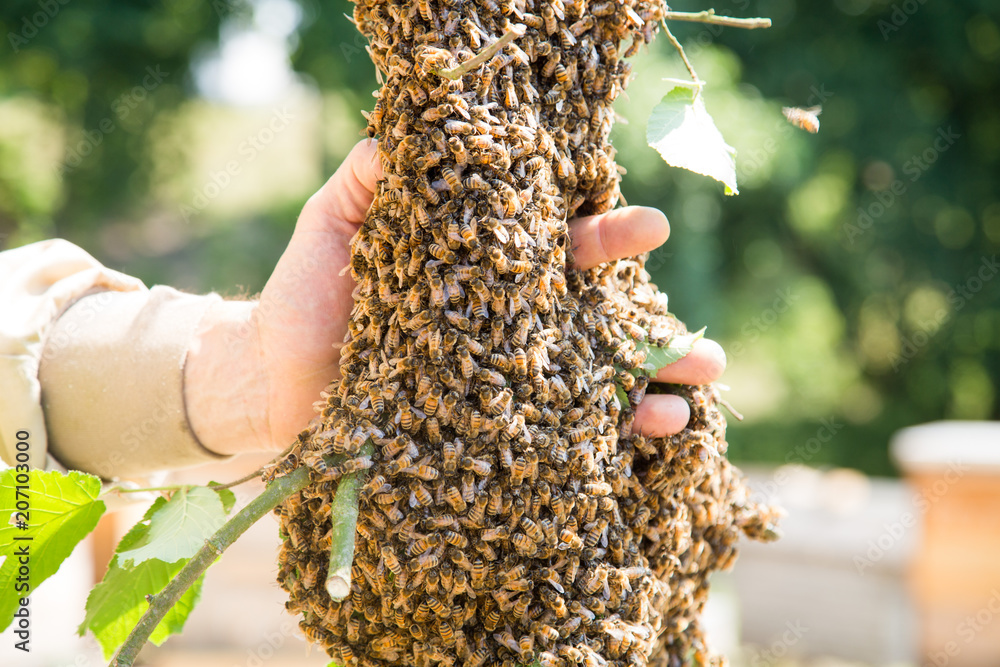 © Mateusz - Swarm of bees with beekeeper's hand - honeybees in large number on tree branch