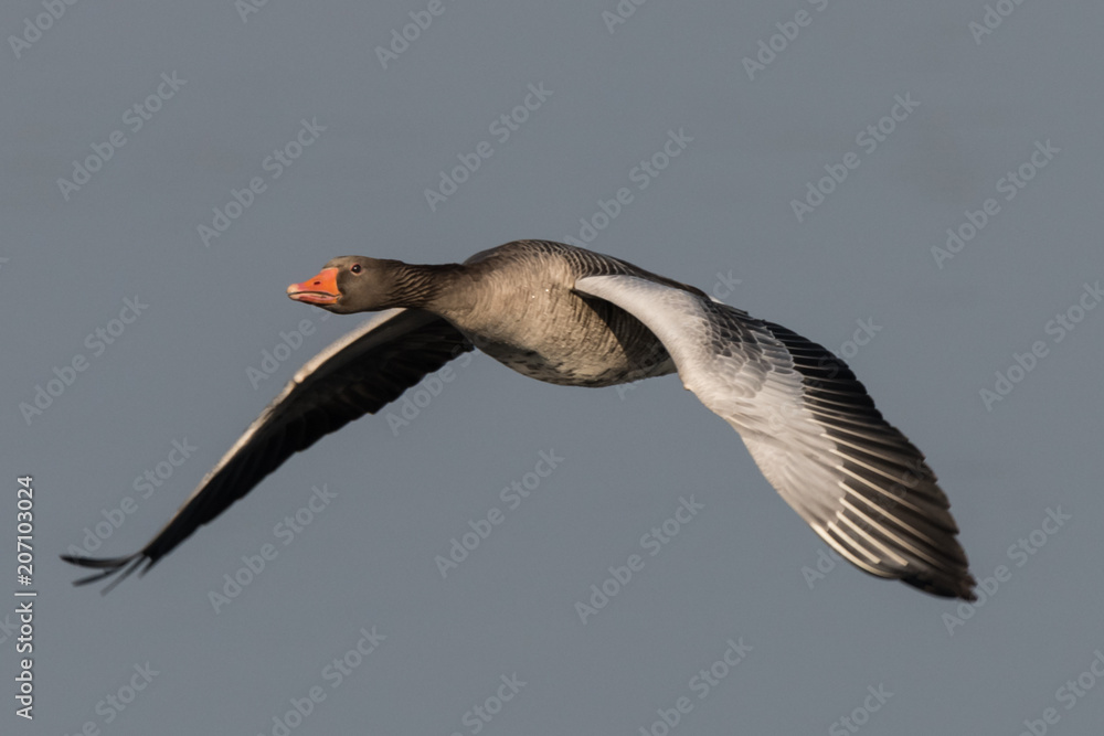 Obraz premium greylag goose geese, anser anser