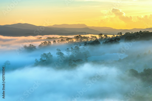 Dawn on the plateau pine forests covered with fog shrouded so beautiful idyllic countryside Dalat plateau  Vietnam