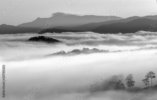 Dawn on the plateau pine forests covered with fog shrouded so beautiful idyllic countryside Dalat plateau  Vietnam