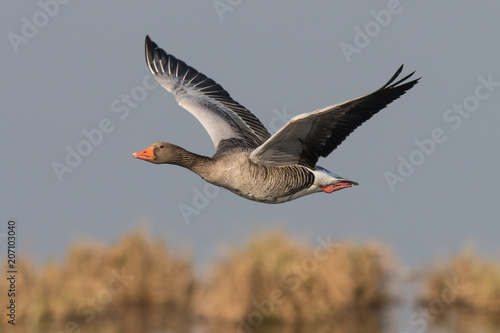 greylag goose  geese, anser anser