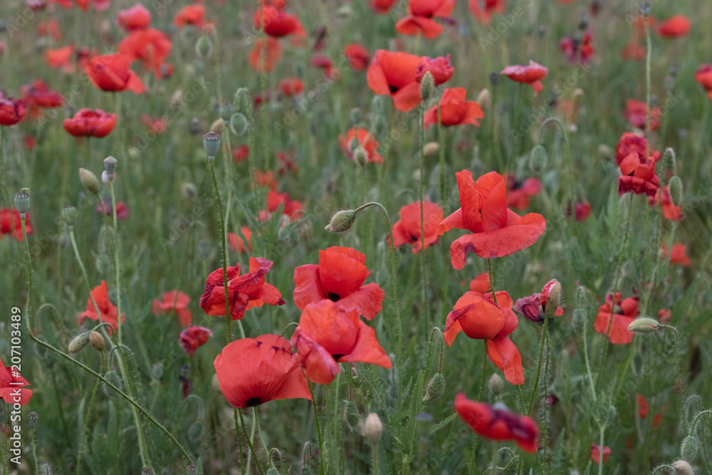 Large filed of beautiful red poppies in blossom, sunset, soft light, tall growing wildflowers, sun is going down on the horizon, vibrant colors Large filed of beautiful red poppies in blossom, sunset, soft light, tall growing wildflowers, sun is going down on the horizon, vibrant colors