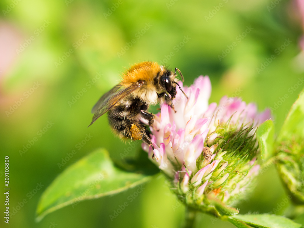 Bee Pollinating On Flower Bee Pollinating On Flower