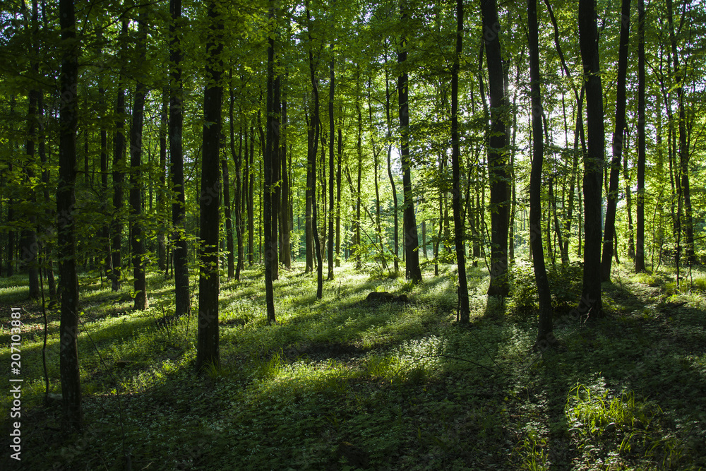 Sunlight and shadows in the forest behind the trees Sunlight and shadows in the forest behind the trees