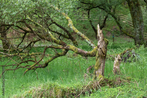 Enchanted vivid green forest, fairytale, druids, green moss, wet long grass