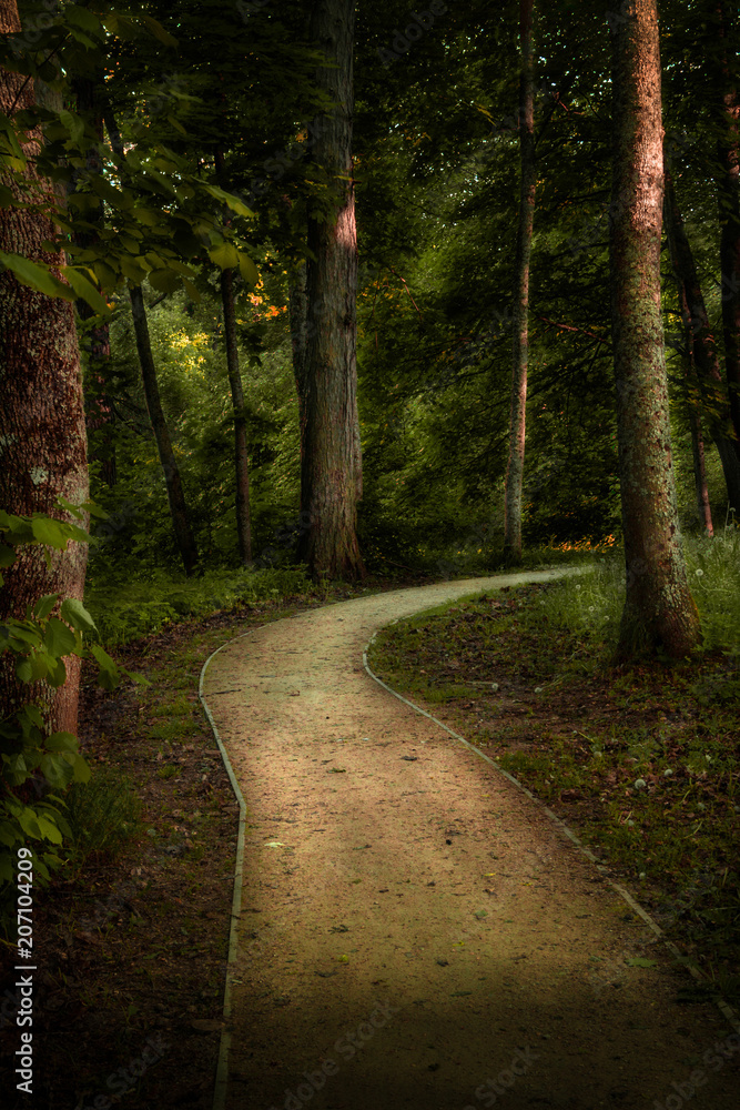 Fototapeta premium forest path