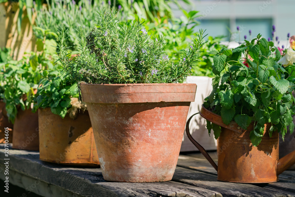 various herbs in rusty metal pots and can standing on wooden table outdoors - gardening decoration
