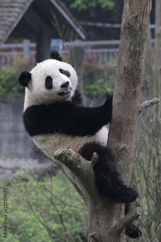 Fototapeta Naklejka Na Ścianę i Meble -  Giant Panda on the Tree, Bifengxia, China