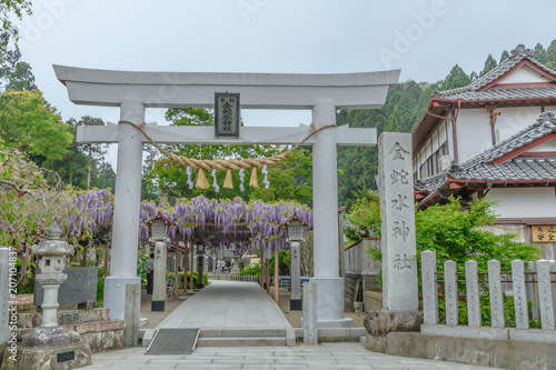 Fototapeta Naklejka Na Ścianę i Meble -  金蛇水神社 藤 Wisteria in Kanahebisui shrine