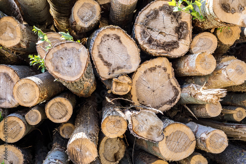 logs for logging