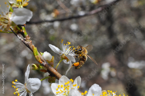 Honey Bee pollinating tree in full bloom. Honey bee collecting nectar on white flower