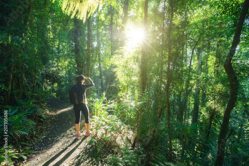 Woman hiking in Rainforest of Dorrigo National Park, New South Wales, Australia