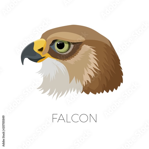 Falcon gorgeous profile with sharp beak and green eyes