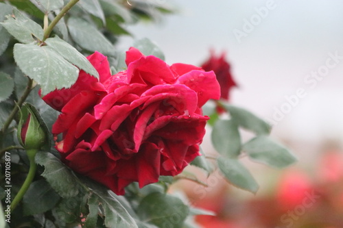 Fototapeta Naklejka Na Ścianę i Meble -  red rose in garden