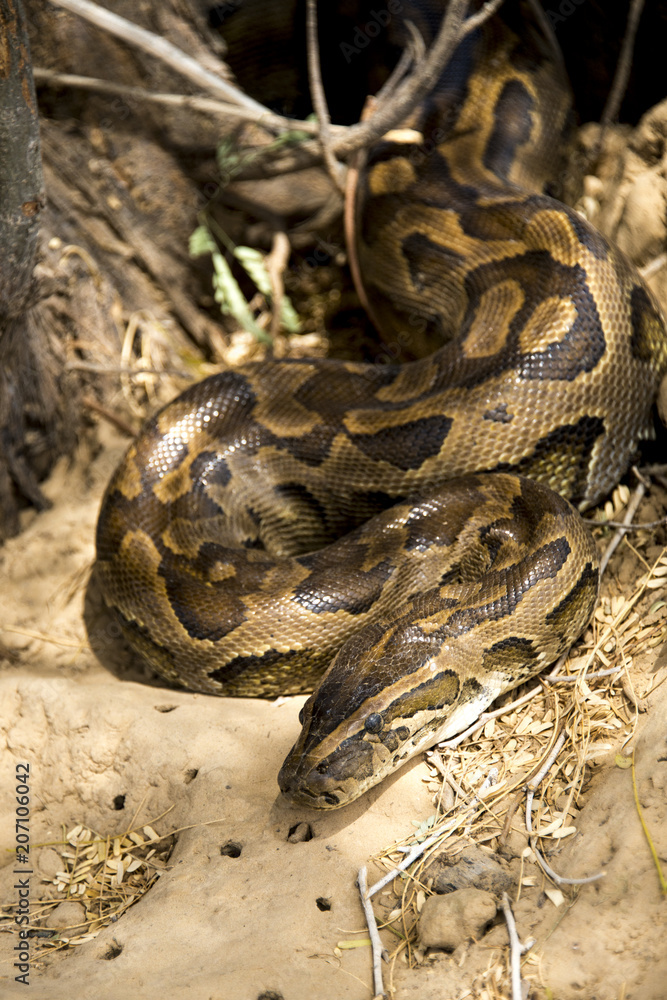 Python de Seba, Python sebae, Parc national des oiseaux du Djoudj, Sénégal Python de Seba, Python sebae, Parc national des oiseaux du Djoudj, Sénégal