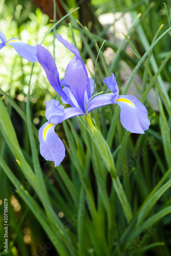 Fototapeta Naklejka Na Ścianę i Meble -  Purple iris flower on green background