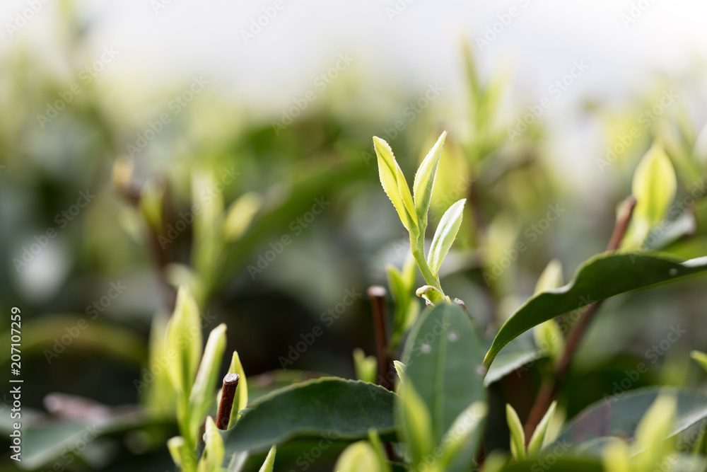 Obraz premium Tea leaves at a plantation in the beams of sunlight.