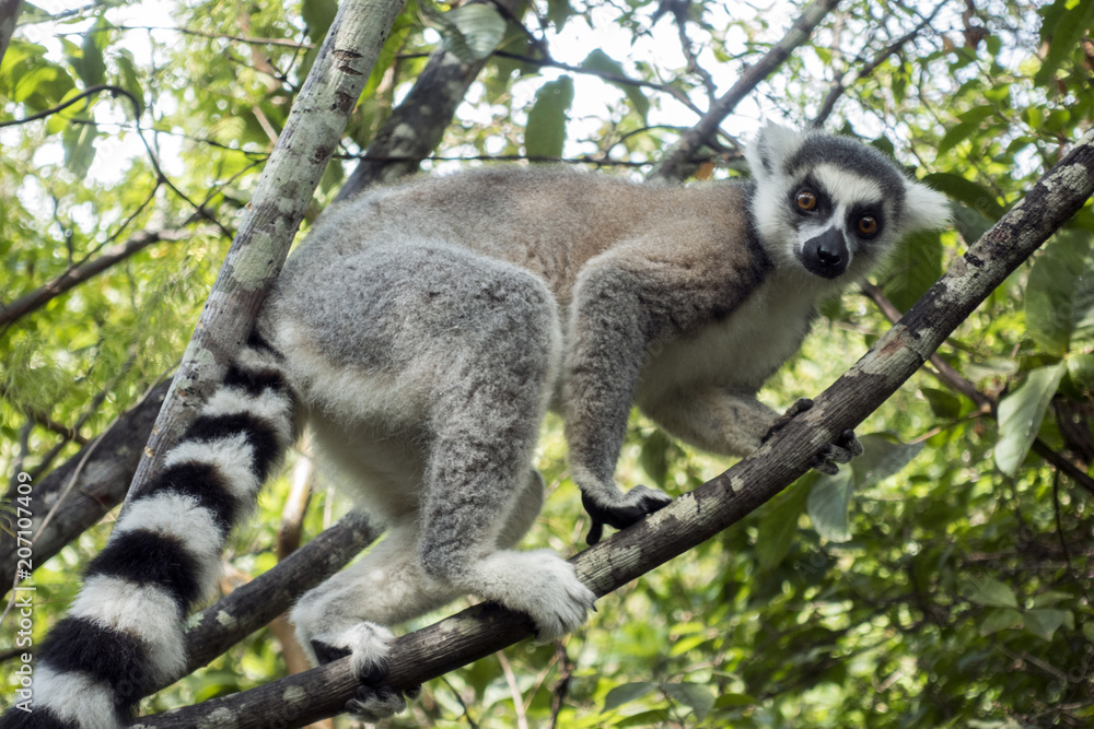 Ring-tailed Lemur, Lemur catta, - Madagascar Ring-tailed Lemur, Lemur catta, - Madagascar