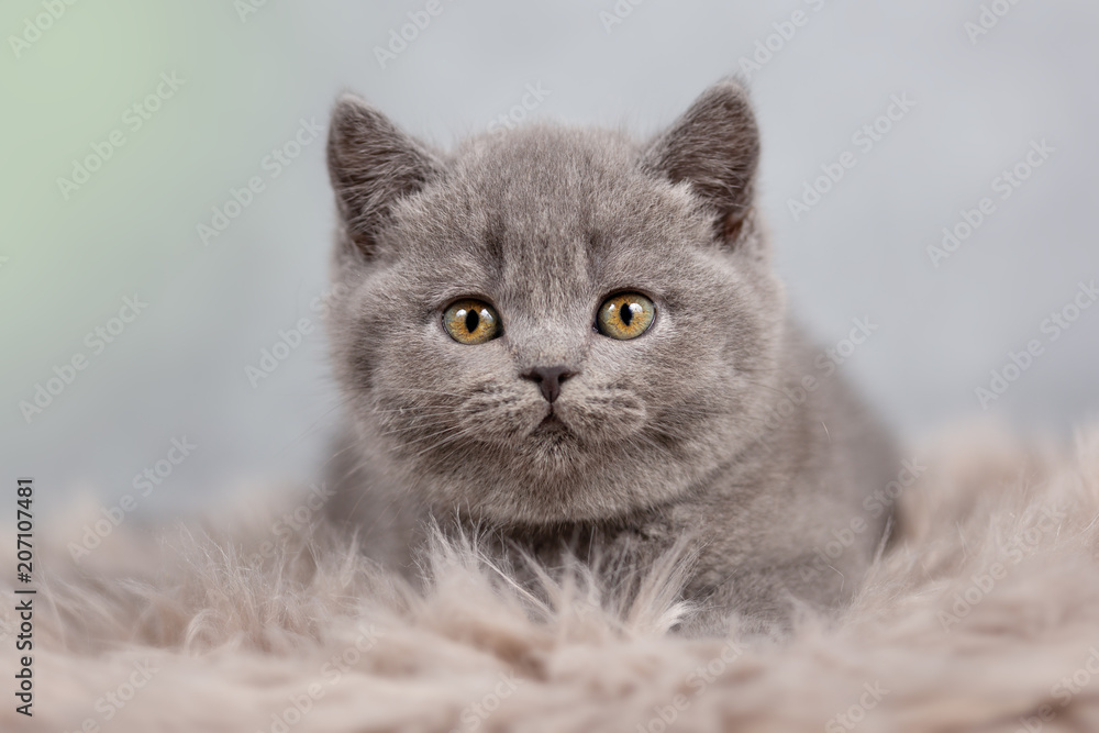 Kleiner süßer BKH Kitten Kater in blau - Werbung