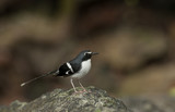 Slaty-backed Forktail stay on the stone in forest