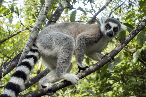 Ring-tailed Lemur, Lemur catta, - Madagascar