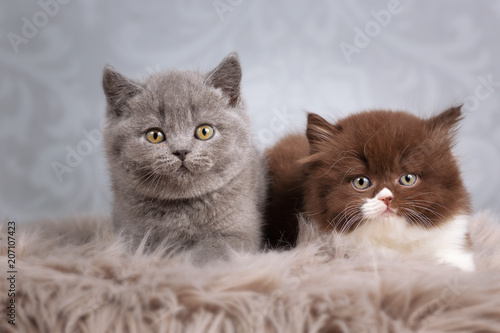 Freunde - 2 süße Katzenkinder- Kitten BKH und BLH
