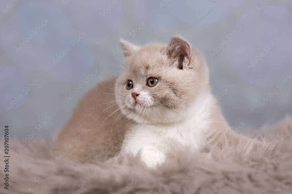 BKH Britisch Kurzhaar Kitten in fawnwhite selten StockFoto Adobe Stock