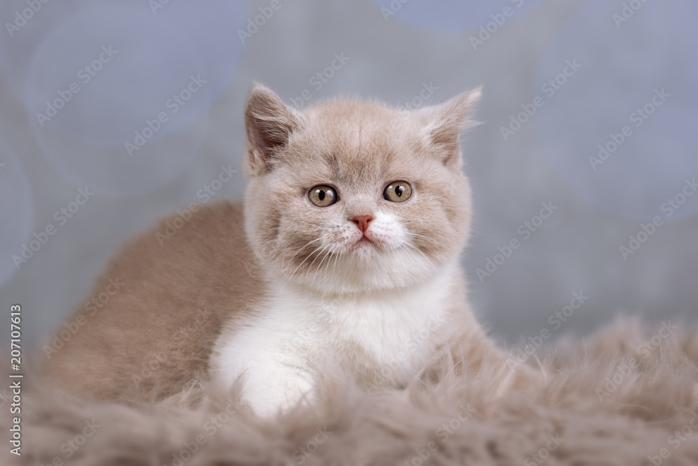 BKH- Britisch Kurzhaar Kitten in fawn-white - selten