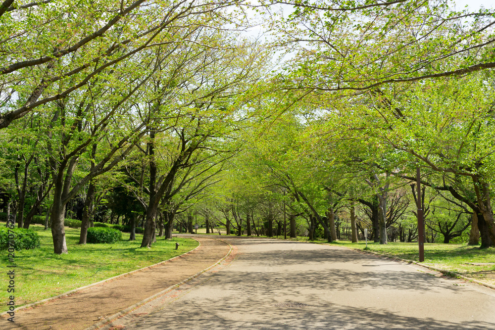 新緑の公園