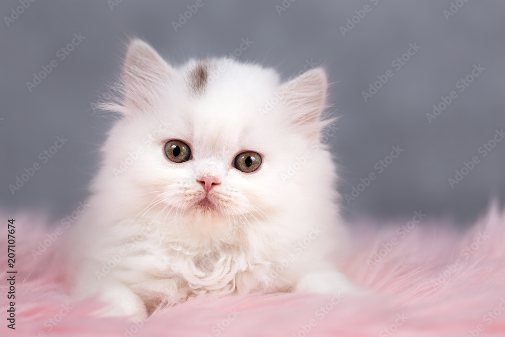 BLH - Britisch Langhaar Kitten in weiß - selten und sehr süß BLH - Britisch Langhaar Kitten in weiß - selten und sehr süß