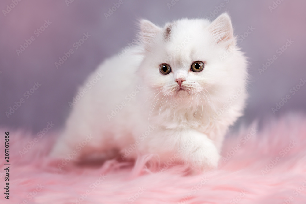 BLH - Britisch Langhaar Kitten in weiß - selten und sehr süß