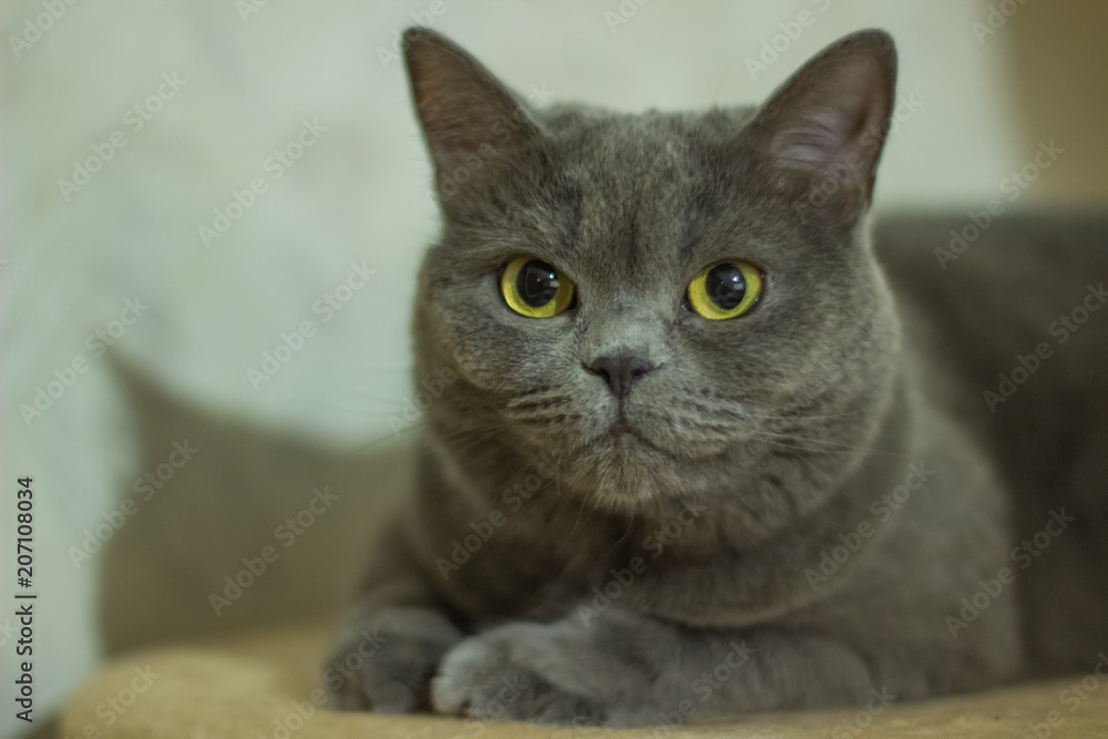 domestic british cat at home portrait