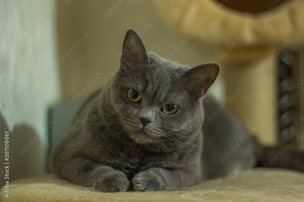 domestic british cat at home portrait