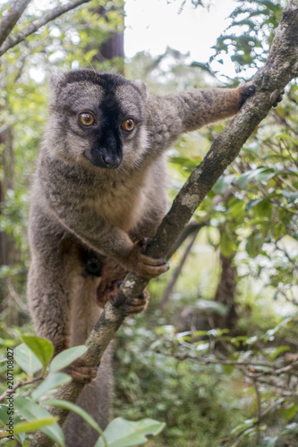 Common Brown Lemur (Eulemur fulvus fulvus). Madagascar.