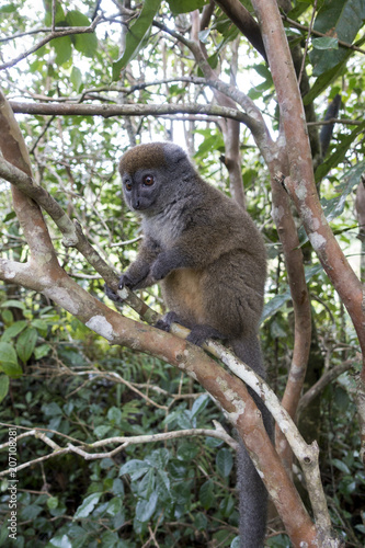Eastern lesser bamboo lemur (Hapalemur griseus ), Madagascar © mirecca