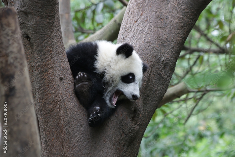 Obraz premium Little Panda on the Tree, China