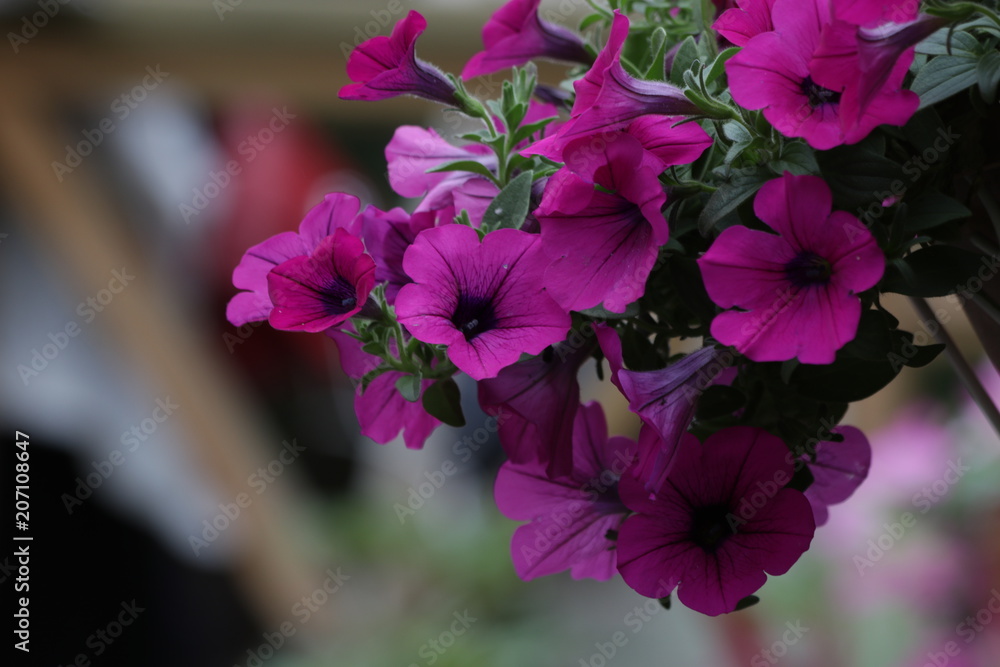 Fototapeta premium Blooming Pink Petunia Flowers