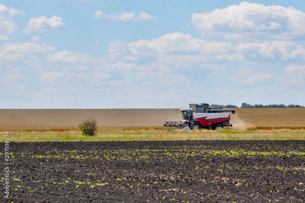 Combine harvester working on the field