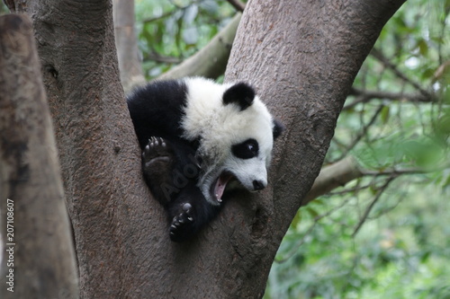 Fototapeta Naklejka Na Ścianę i Meble -  Little Panda on the Tree, China