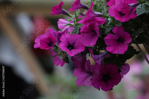 Fototapeta Naklejka Na Ścianę i Meble -  Blooming  Pink Petunia Flowers