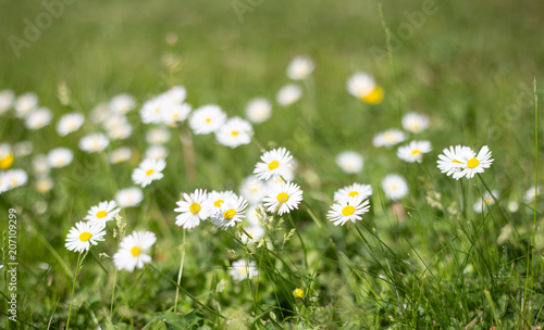 Beautiful white small flowers on green grass fields.