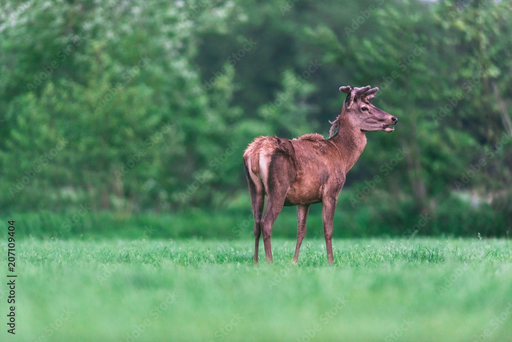 Young red deer buck in countryside during spring. Young red deer buck in countryside during spring.